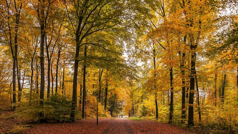 Картина Природа PR233 35х55 см