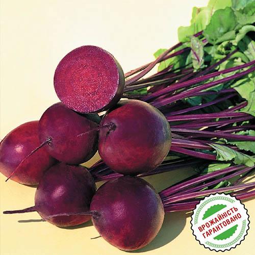 Насіння Буряк Florium Пабло столовий F1 (4166) - фото 2 Насіння Буряк Florium Пабло столовий F1 (4166) - фото 2