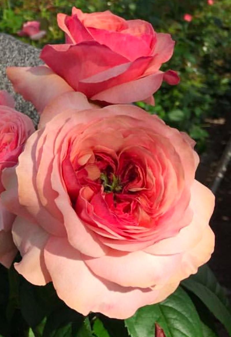 Роза Velet Victorian Pink Чайно-гибридная в контейнере (2558773369) - фото 4