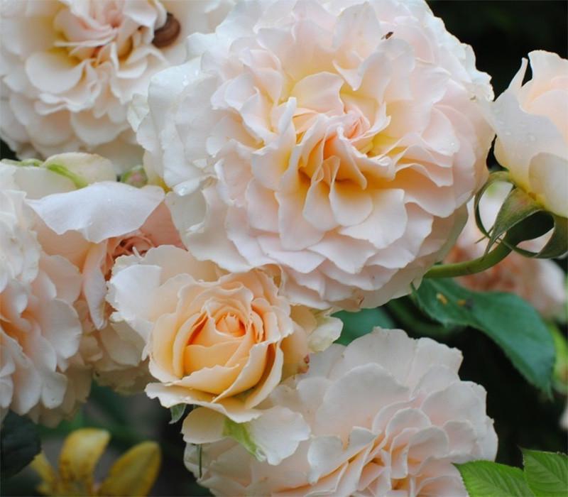 Роза Excalibur Флорибунда в контейнере (2669458411) - фото 3 Роза Excalibur Флорибунда в контейнере (2669458411) - фото 3