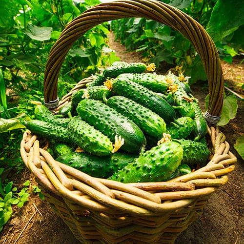 Насіння Огірок Florium Фенікс плюс (8908) - фото 2 Насіння Огірок Florium Фенікс плюс (8908) - фото 2