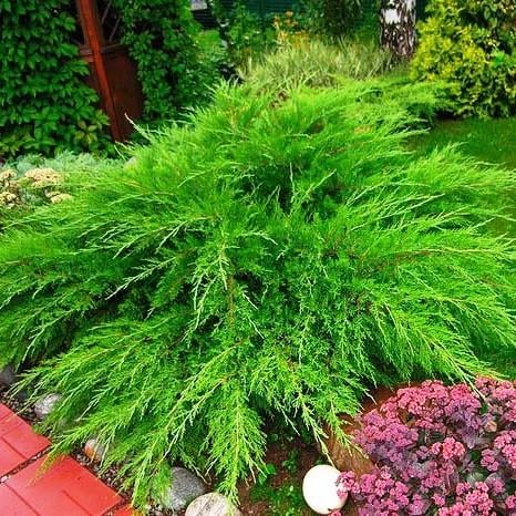 Саджанець ялівцю середнього Juniperus media Mint Julep Р9 (645170090) Саджанець ялівцю середнього Juniperus media Mint Julep Р9 (645170090)