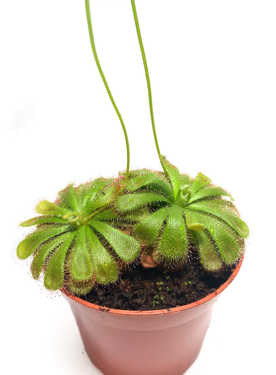 Рослина хижак росичка Алісія AlienPlants Drosera Aliciae розмір M (SUN0012CP) - фото 3