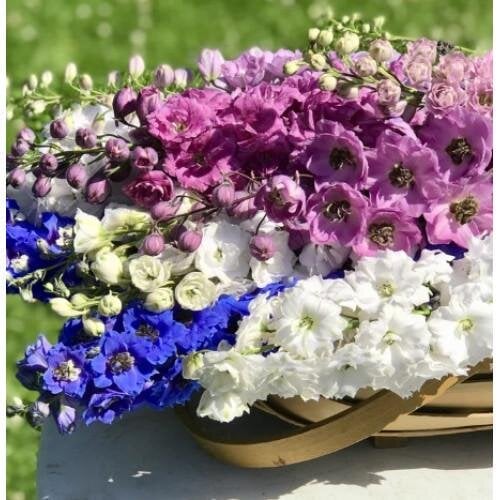 Семена цветов Дельфиниум Новозеландский Stars F1 New Zealand Delphiniums 5 шт. (BN13071-4)