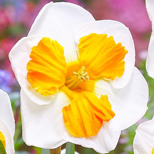 Нарцисс Florium Tricollet (3678)