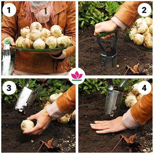 Гиацинт Florium Yellow Queen Florium 10 шт. (18530) - фото 4