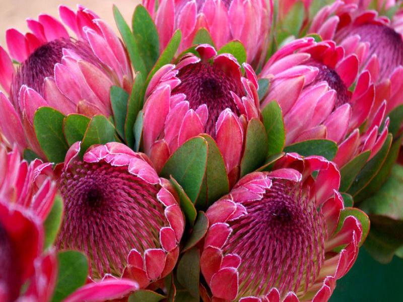 Алмазная мозаика Strateg Экзотические цветы 50x40 см (20505)