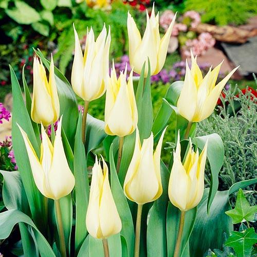 Тюльпан Florium Sapporo (12788)