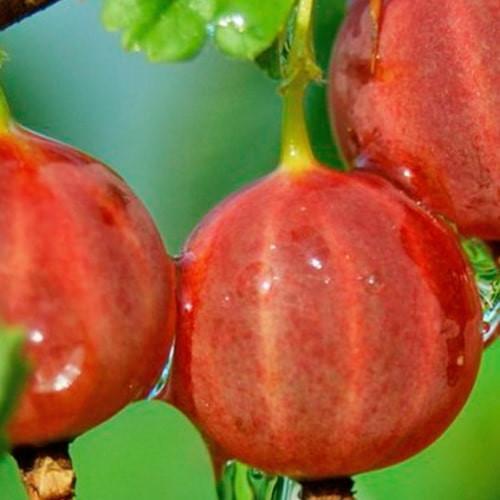 Сажанец Крыжовник Садко средне-ранний срок созревания (25267) Сажанец Крыжовник Садко средне-ранний срок созревания (25267)