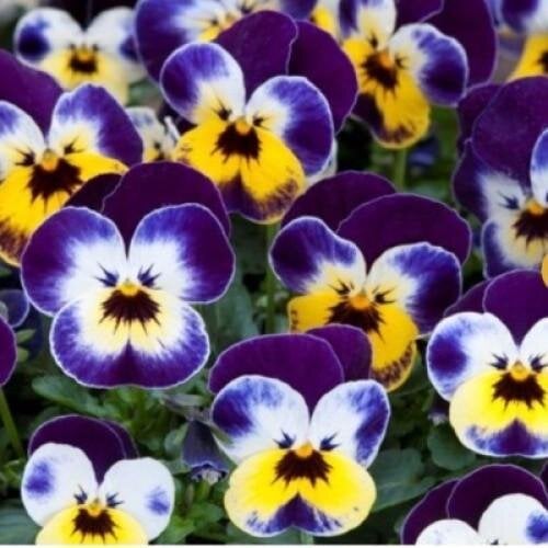 Семена цветов Виола рогатая Takii Floral Power F1 Jolly Face 1000 шт. (BN08986)