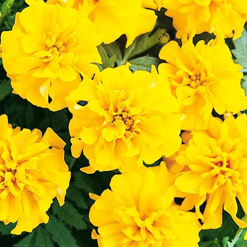 Семена Бархатцы Florium Солнце Кармен (6226)