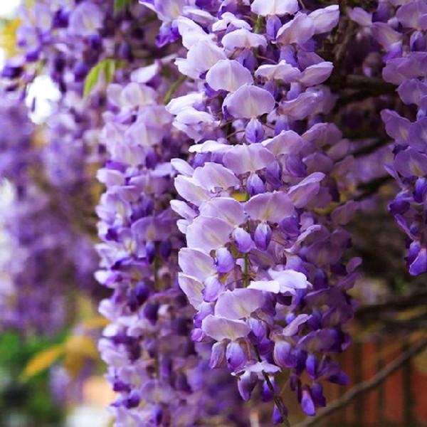 Саженцы глицинии Прекрасный пейзаж (1454138847)