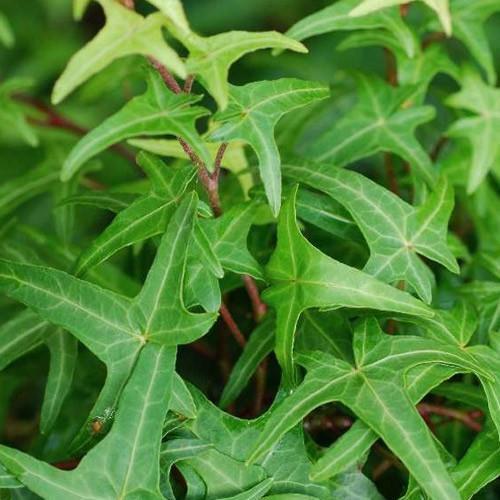 Плющ вузьколистий Sagittaefolia Р9 (29294161)