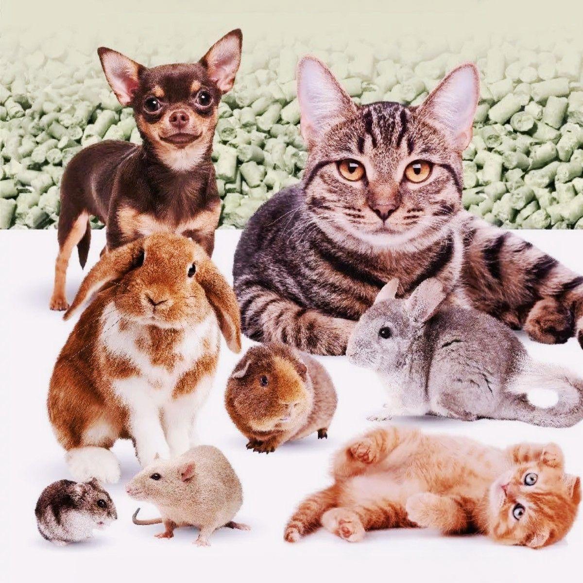 Наповнювач соєвий для котячого туалету Ultrakat Tofu з ароматом винограду 3 мм 6 л 2,5 кг - фото 9 Наповнювач соєвий для котячого туалету Ultrakat Tofu з ароматом винограду 3 мм 6 л 2,5 кг - фото 9