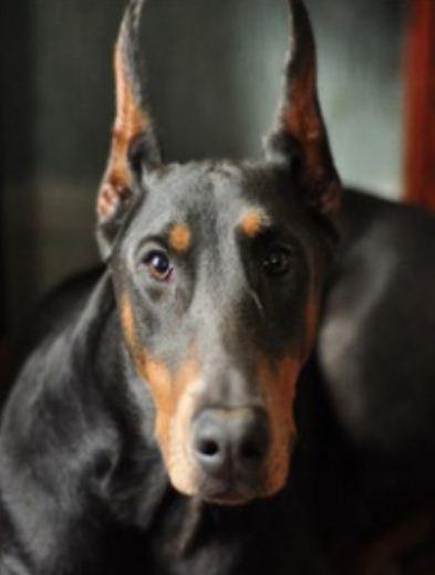 Картина по номерам Josef Otten Животные Доберман 40х50 см в термопакете (8275RSB_O-mt)