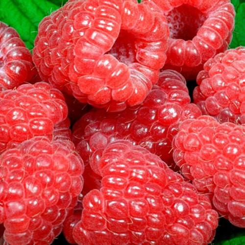 Сажанец Малина Сапфир поздний срок созревания (177242)