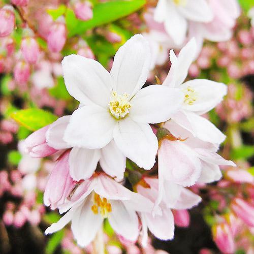 Дейция Florium Kalmiiflora (7974)