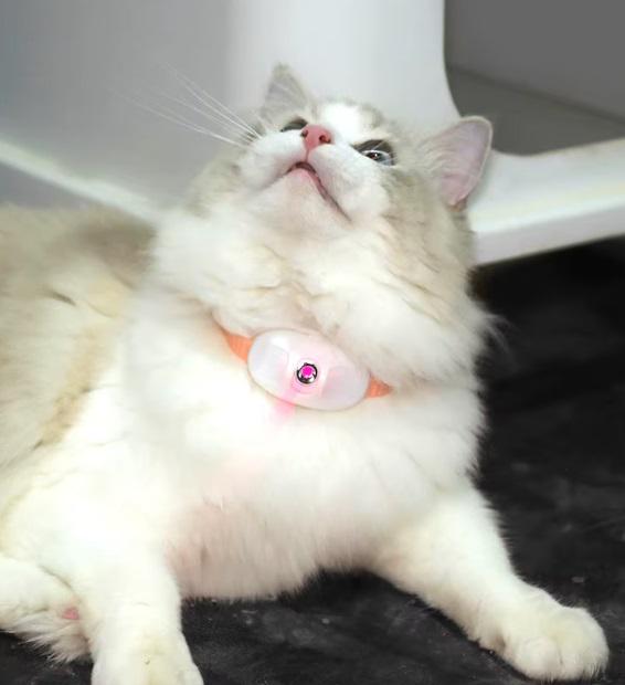 Ошейник для кошек Cat Сollar Т-883 с лазерной указкой Персиковый (25107313) - фото 6 Ошейник для кошек Cat Сollar Т-883 с лазерной указкой Персиковый (25107313) - фото 6