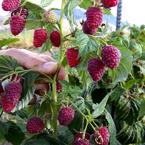 Саджанець малинове дерево Казка (2085787756)