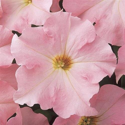 Семена цветов PanAmerican Петуния крупноцветковая DREAMS F1 Appleblossom 50 шт. (BN10820-3)