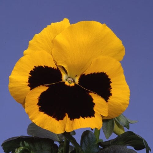 Семена цветов Виола Cello Yellow with Blotch Hem Genetics 50 шт. (BN09619-3)