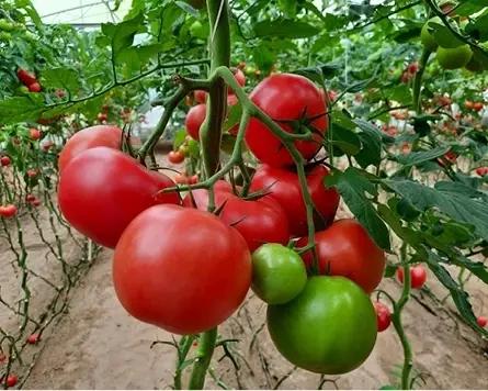 Семена Томат Индетерминантный Syngenta MALDUO F1 500 шт. (1988225623)