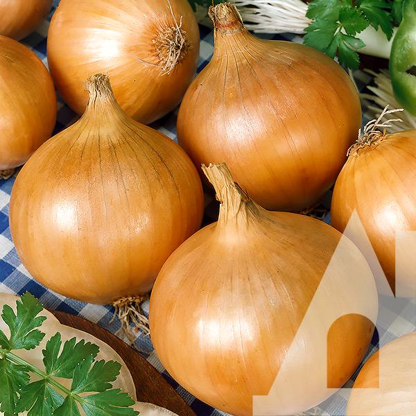 Лук репчатый Глобус, 10 г, Садиба Лук репчатый Глобус, 10 г, Садиба