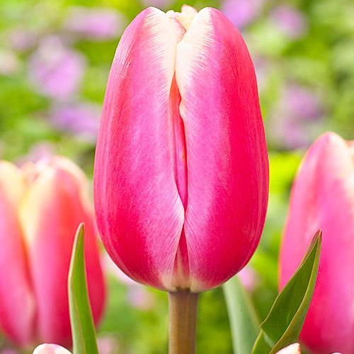 Тюльпан Florium Jumbo Beauty (9764)