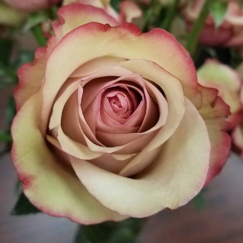 Роза Velet Vintage Чайно-гибридная в контейнере (2669429353)