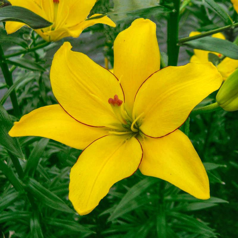 Луковицы цветов Лилия азиатская Йеллоу Кокот Yellow Cocotte 3 шт. (38287420)