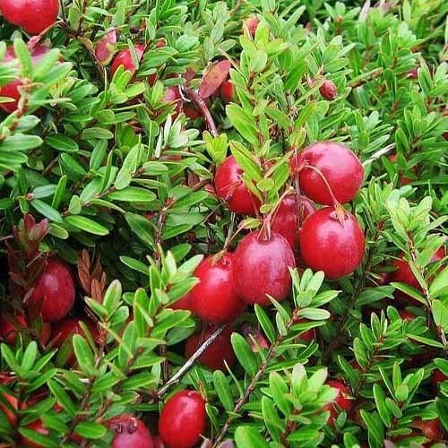 Саджанець журавлина Стівенс горщик 0,5 л (2110169929)