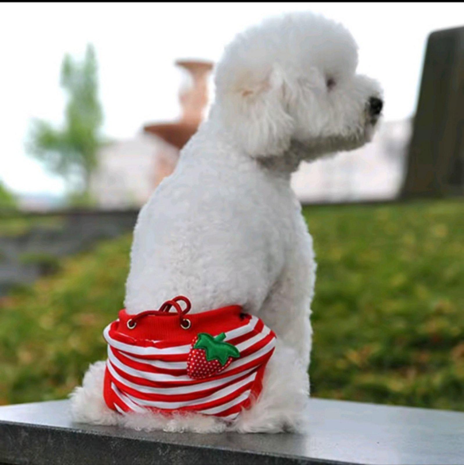 Трусы гигиенические для собак S клубничка 20-30 см Красный (ТГ012) - фото 2 Трусы гигиенические для собак S клубничка 20-30 см Красный (ТГ012) - фото 2