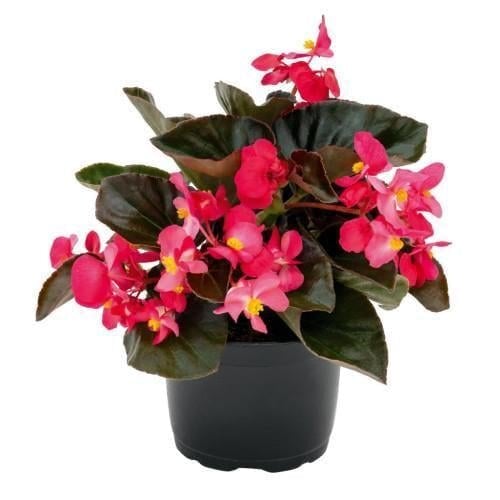 Семена цветов Бегония BIG Deep Rose Bronze Leaf Benary 500 шт. (BN10666)