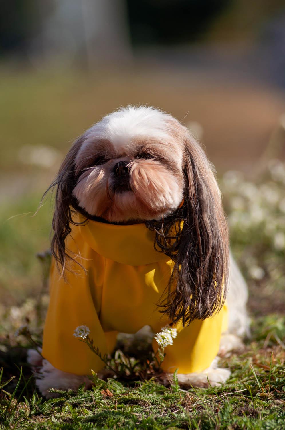 Дощовик для собак Waudog Clothes водонепроникний L55 Жовтий (19918) - фото 10 Дощовик для собак Waudog Clothes водонепроникний L55 Жовтий (19918) - фото 10