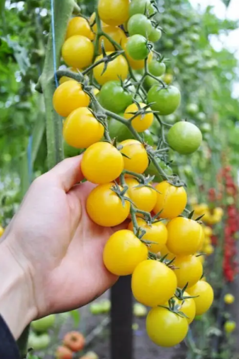 Семена Томат Черри Голдвин F1 ТД Гекса-Украина 250 шт. 01-25-371 (IR00771)