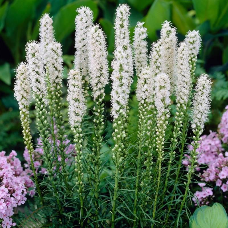 Лиатрис Флористан Вейс Floristan Weiss 5 шт. (38293732)