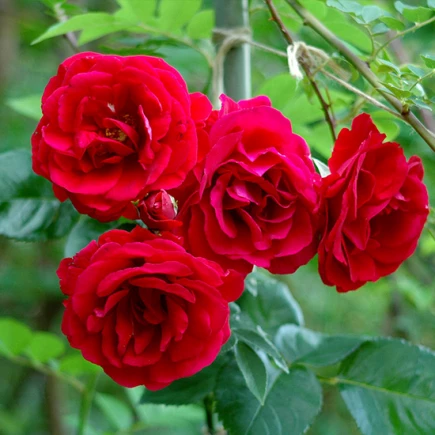 Саженцы розы Амадеус плетистая (5) - фото 8 Саженцы розы Амадеус плетистая (5) - фото 8