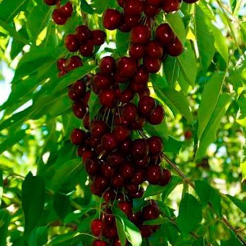 Сажанець Ексклюзив Вишня карликова куляста темно-червона Зустріч Meeting преміальний великоплідний середньостиглий сорт (37369)