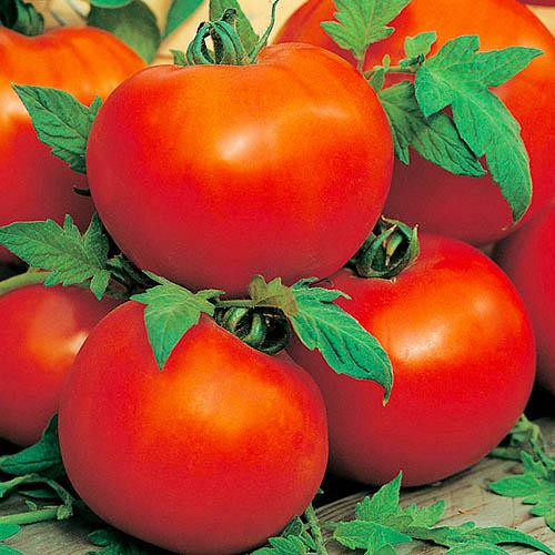 Семена Томат Florium Фітофторостійкий (12325)