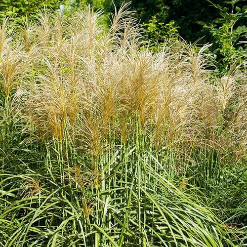 Мискантус Valilla Sky (16468)