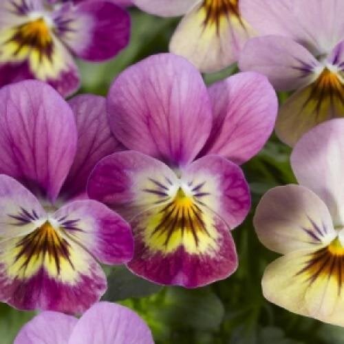 Семена цветов Виола рогатая Syngenta Endurio Pink Shades 1000 шт. (BN03662)