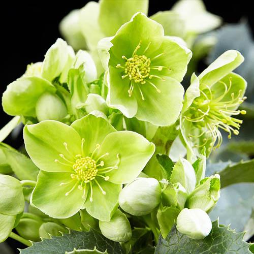 Морозник Florium Argutifolius (7058) - фото 1 Морозник Florium Argutifolius (7058) - фото 1