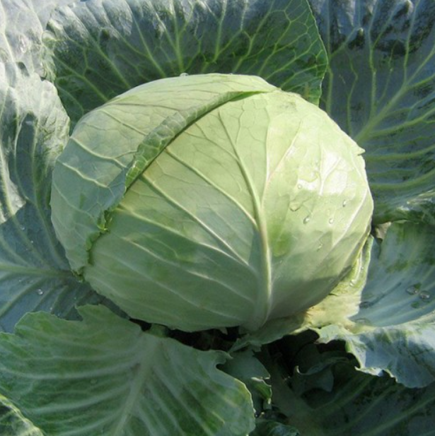 Семена Капуста белокочанная Наоми F1 Kitano Seeds ТД Гекса-Украина 01-06-289 2500 шт. (IR02522)