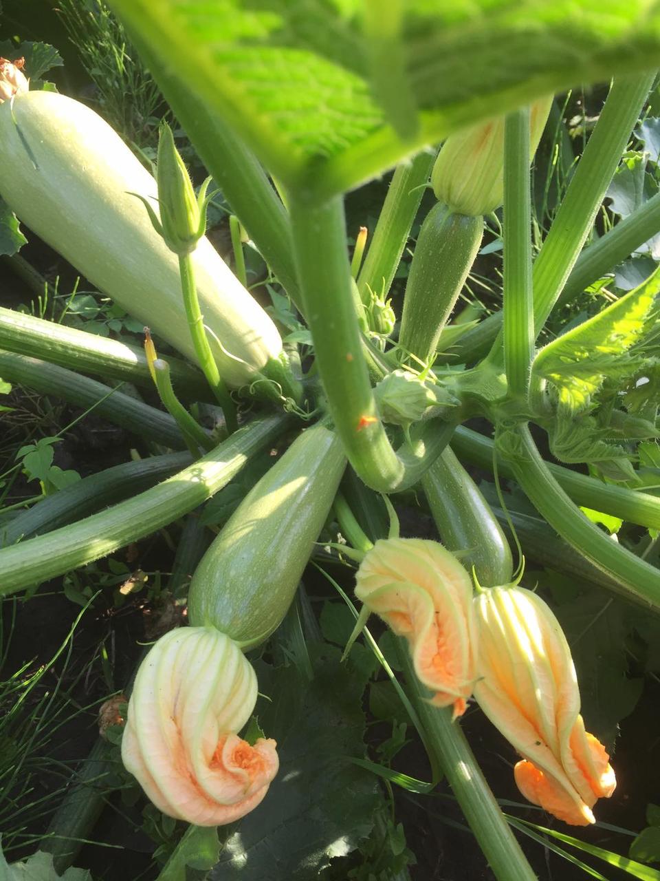 Насіння Cultiva Кабачок Рішар F1 5 шт. (KBR5) - фото 5