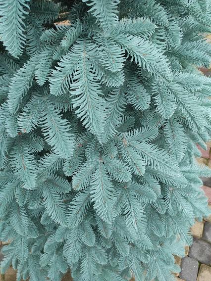 Ялинка лита штучна Хатинка Канадська з металевою розбірною підставкою 2,10 м Блакитний (КанБ-210) - фото 2 Ялинка лита штучна Хатинка Канадська з металевою розбірною підставкою 2,10 м Блакитний (КанБ-210) - фото 2