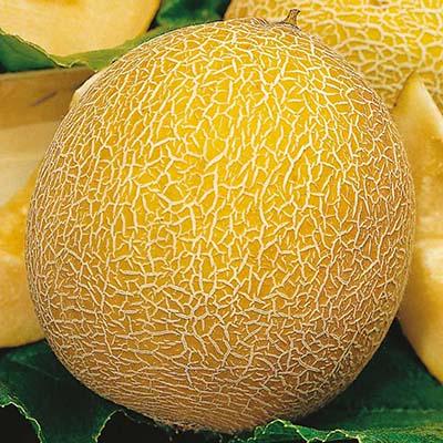 Насіння Диня Florium Леся (9148)