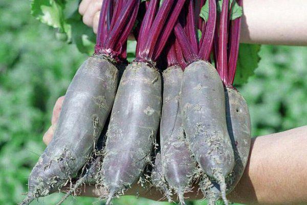 Семена Свекла Taunus F1 Оригинальная упаковка ТД Гекса-Украина 10000 шт. 01-19-054 (IR00594)