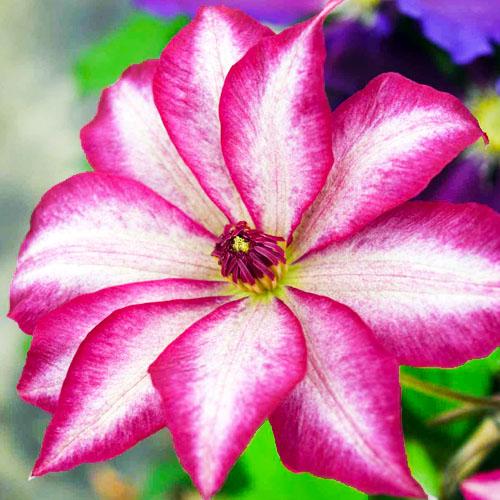 Клематис Picotee Florium