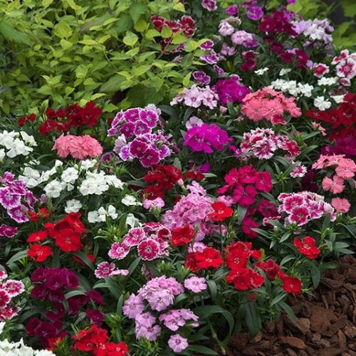 Семена цветов Гвоздика гибридная Takii seed Telstar F1 Mix 50 шт. (BN08780-3)