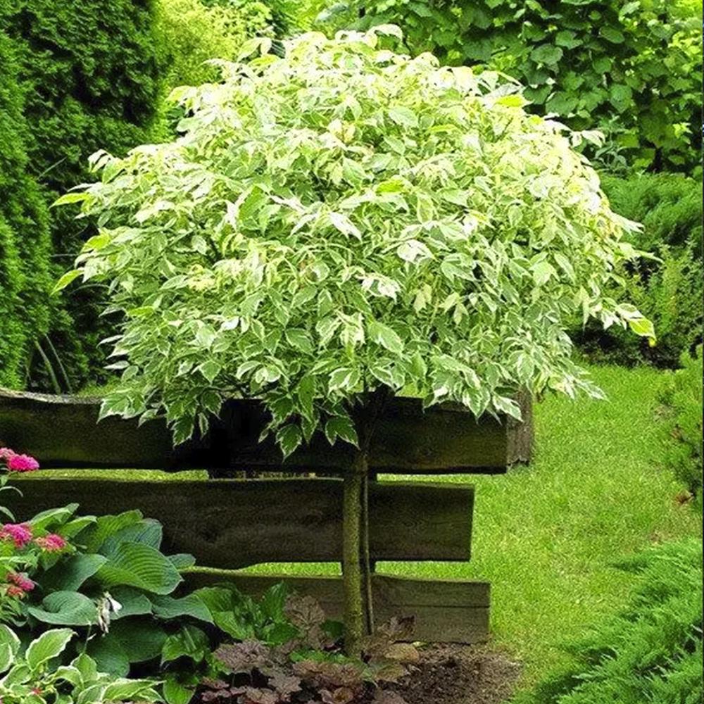 Саженец клена на штамбе Фламинго (14965260) Саженец клена на штамбе Фламинго (14965260)